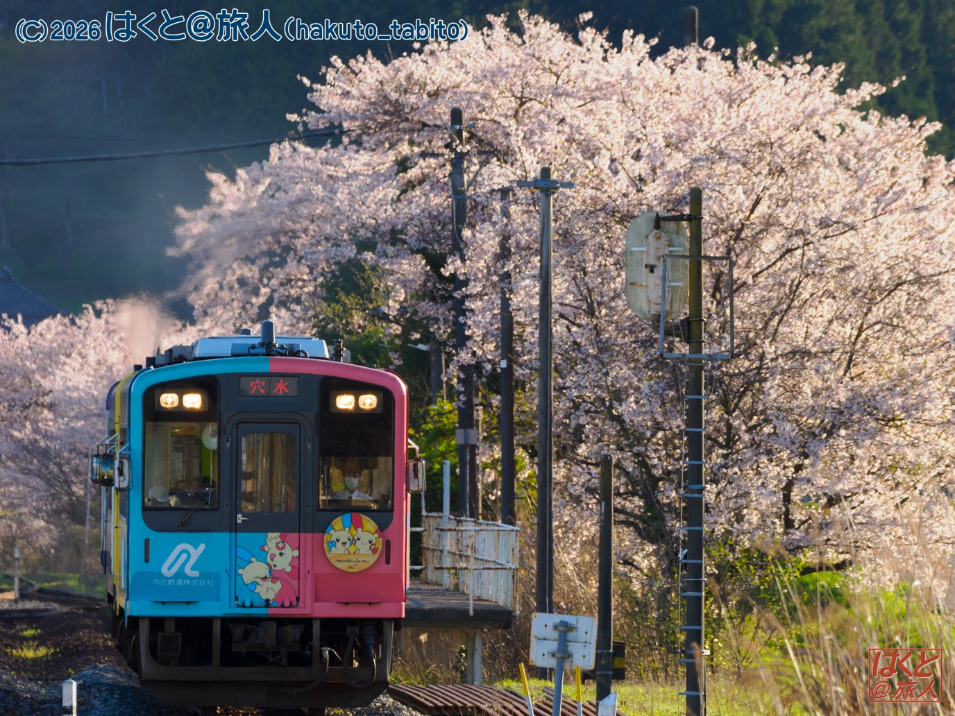 Colorful commuter train on tracks beside blooming cherry blossom trees in a sunlit rural scene with pastel pink flowers and signs nearby, watermark top-left.